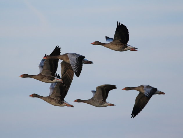 Vliegende Ganzen Haarrijnseplas Utrecht