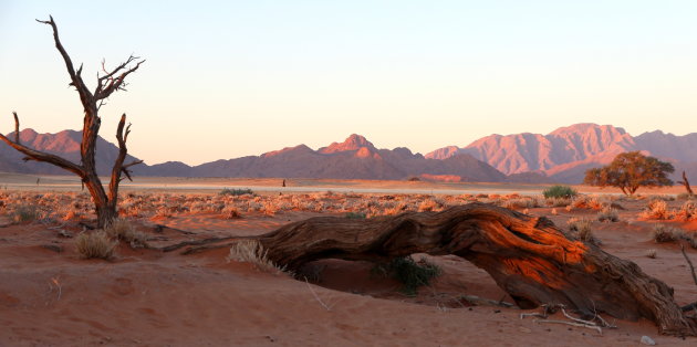 Late middag zon in de Namib woestijn