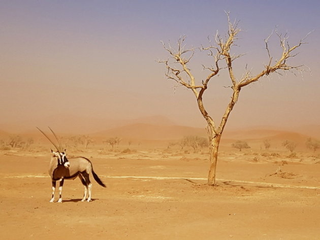 Lonely oryx