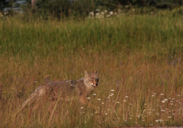 Coyote in het hoge gras