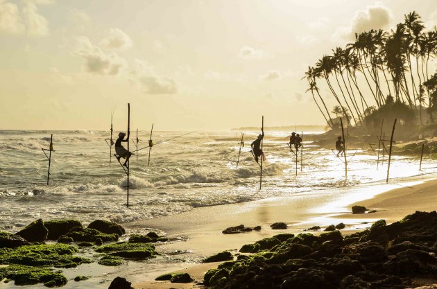 Stiltfishers tussen Weligama en Mirissa