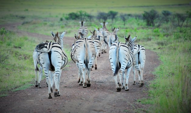 Zebra op de weg