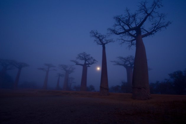 Baobablaan in de mist
