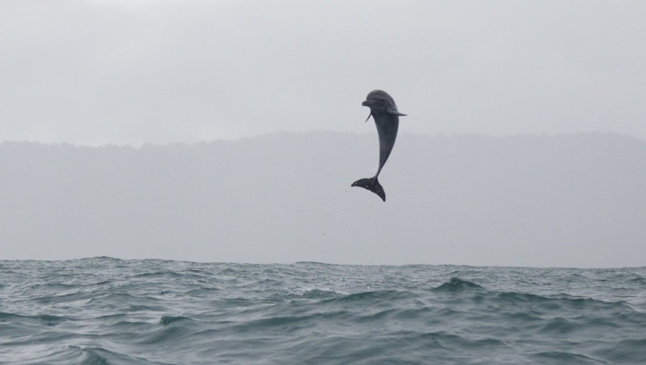 Dolfijnen voor de kust van Nuqui