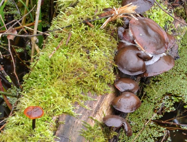 Leven in het bos