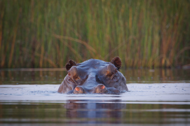 Hippo sunset