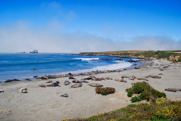 Zeeolifanten bij Point Piedras Blancas