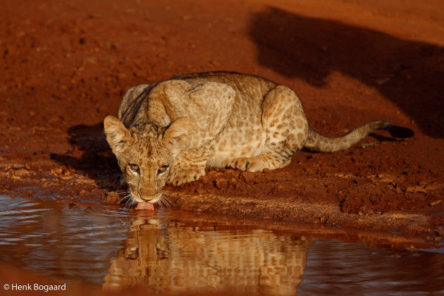 dorst in de ochtendzon