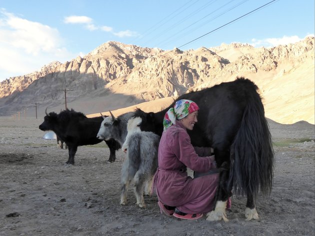 Yak melken