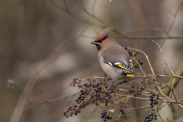 Even een rustmoment voor de pestvogel