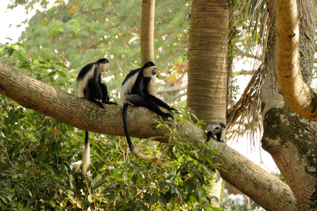 Zwart witte franje apen