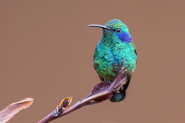 Groene violetoorkolibrie