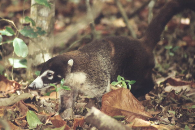 white-nosed coati