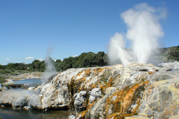 Rotorua geisers