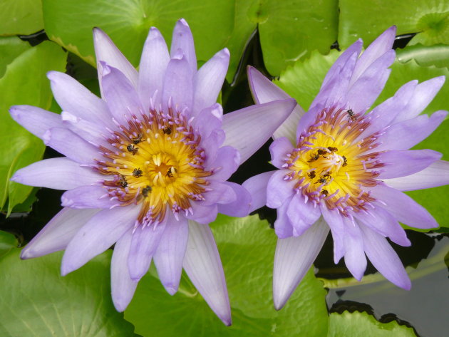 Paarse bloemen in het Grand Palace