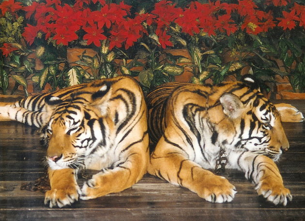 Tigers