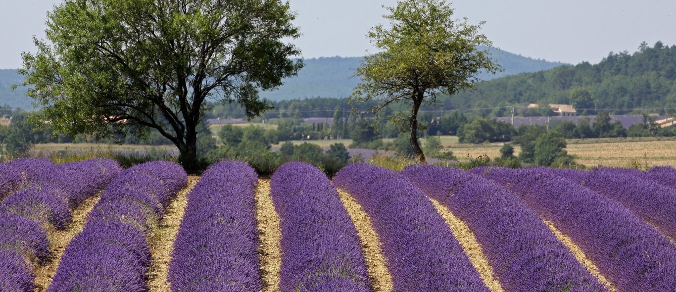 Rhone vallei en Provence image