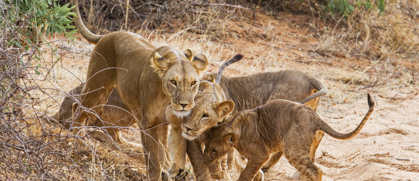 Samburu National Reserve image