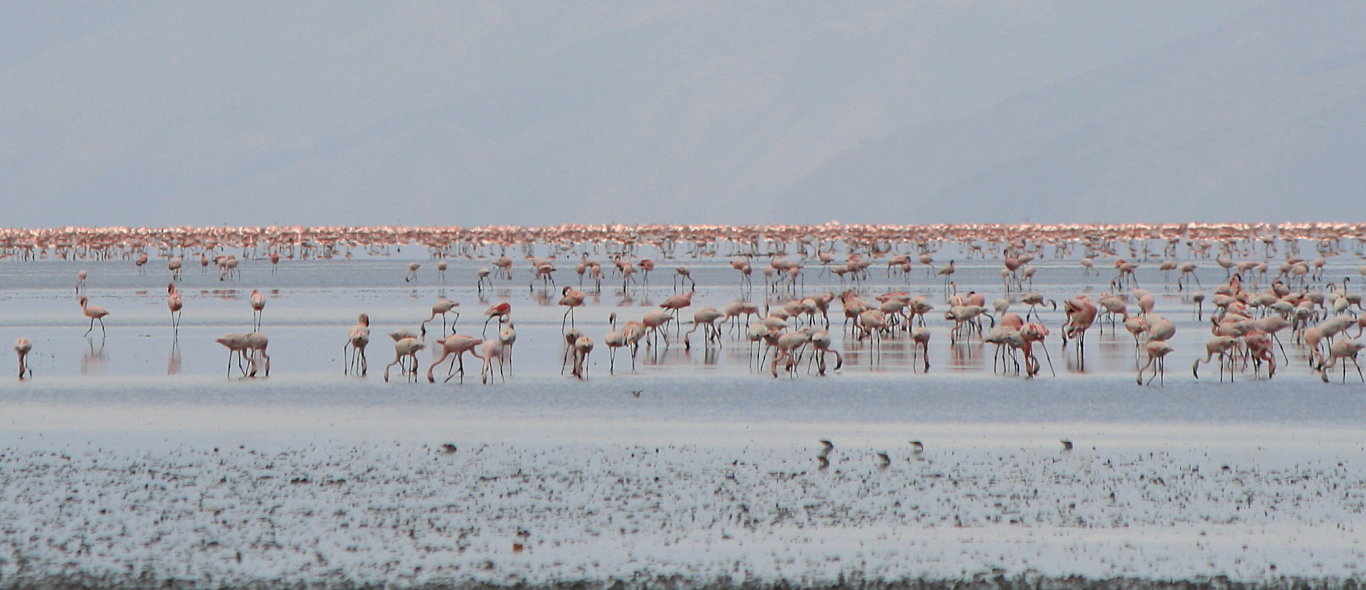 Lake Manyara image