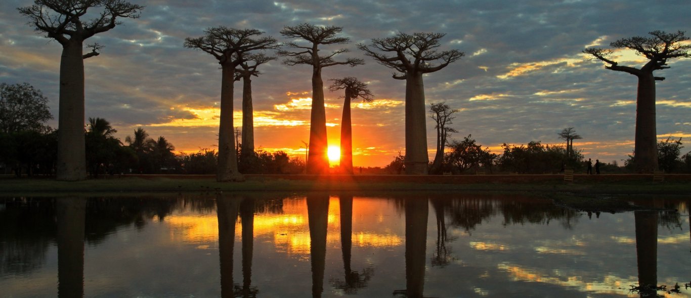 Avenue des Baobabs image