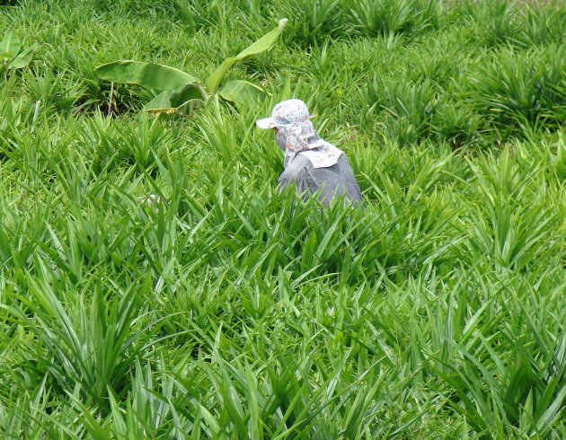 In het gras