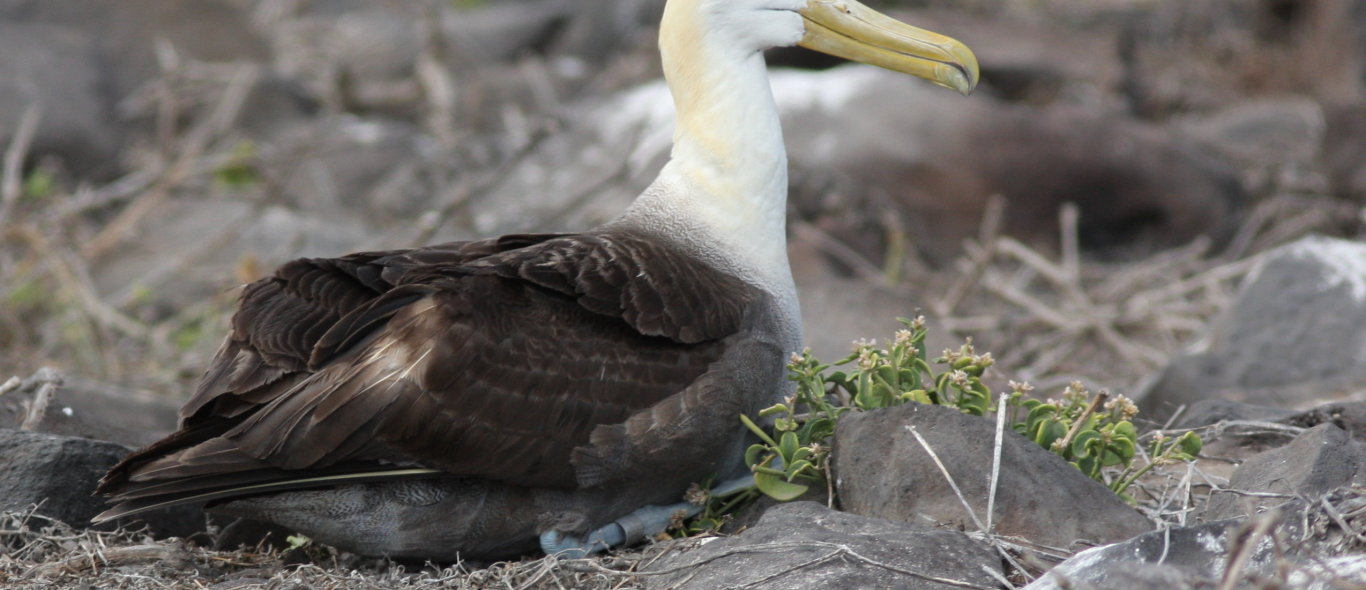 Galapagos eilanden image