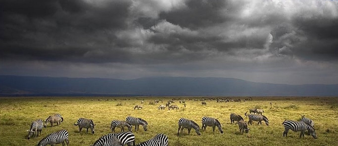 Serengeti image