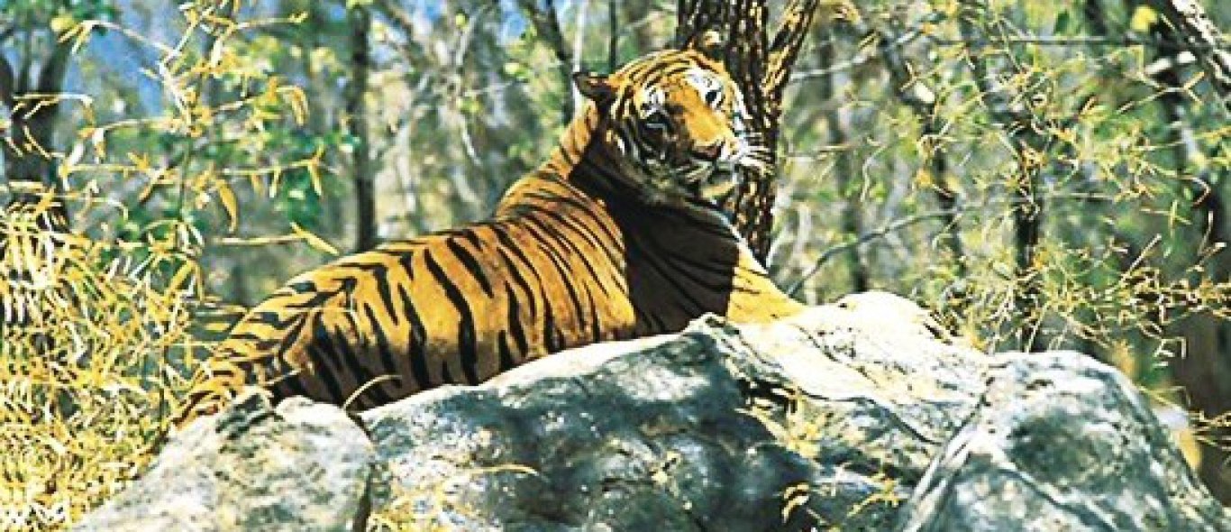 Indiase tijger verdwijnt image