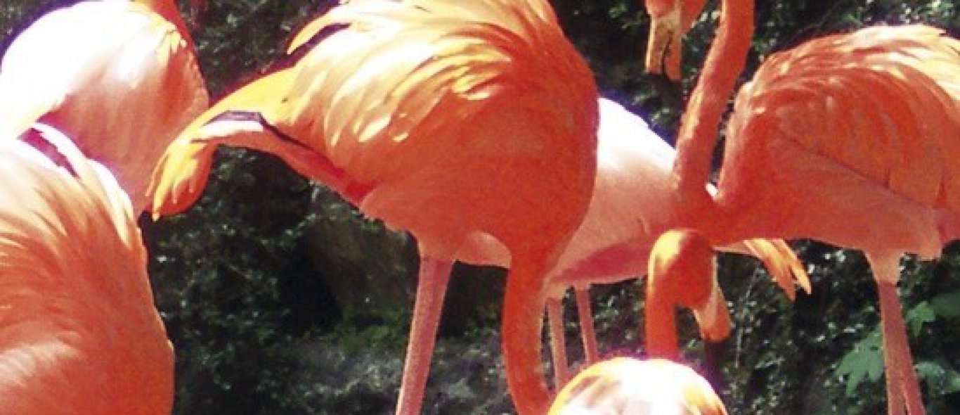 Flamingo verliest broedplaats image