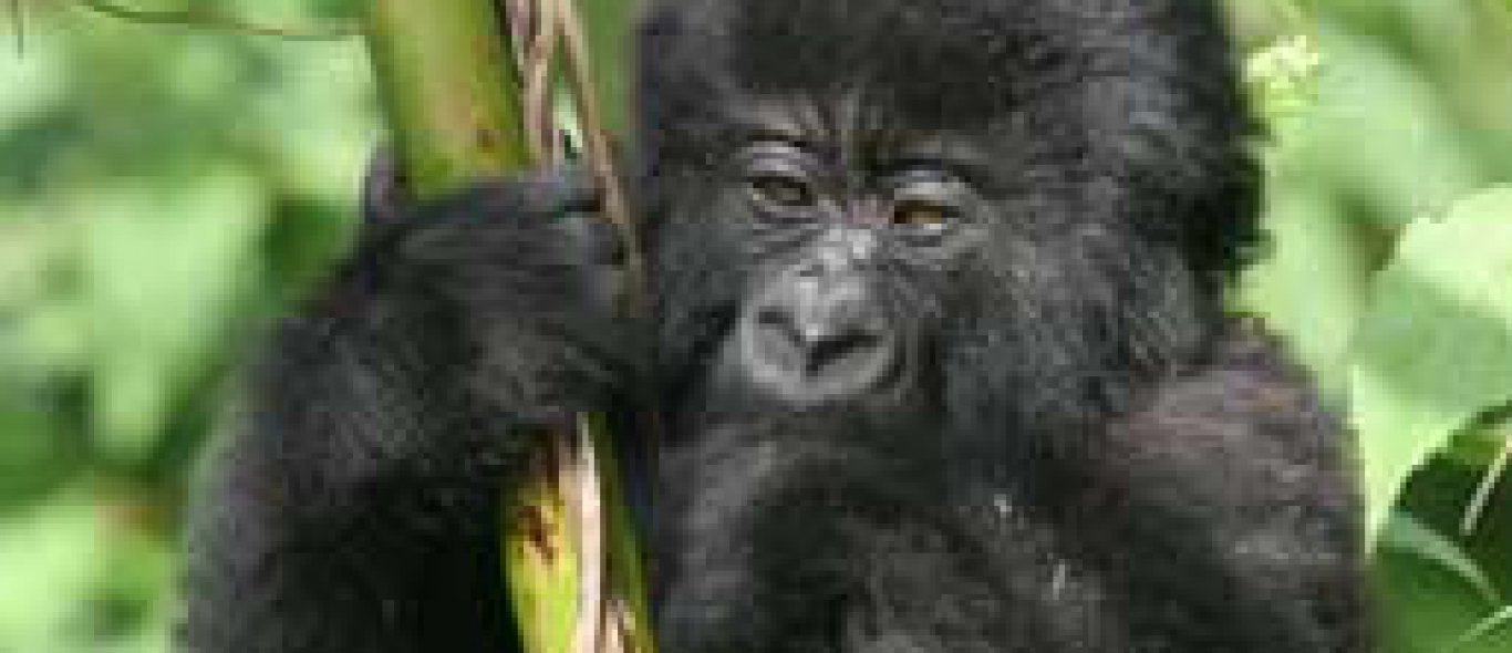 Gorilla's redden met brandhout image