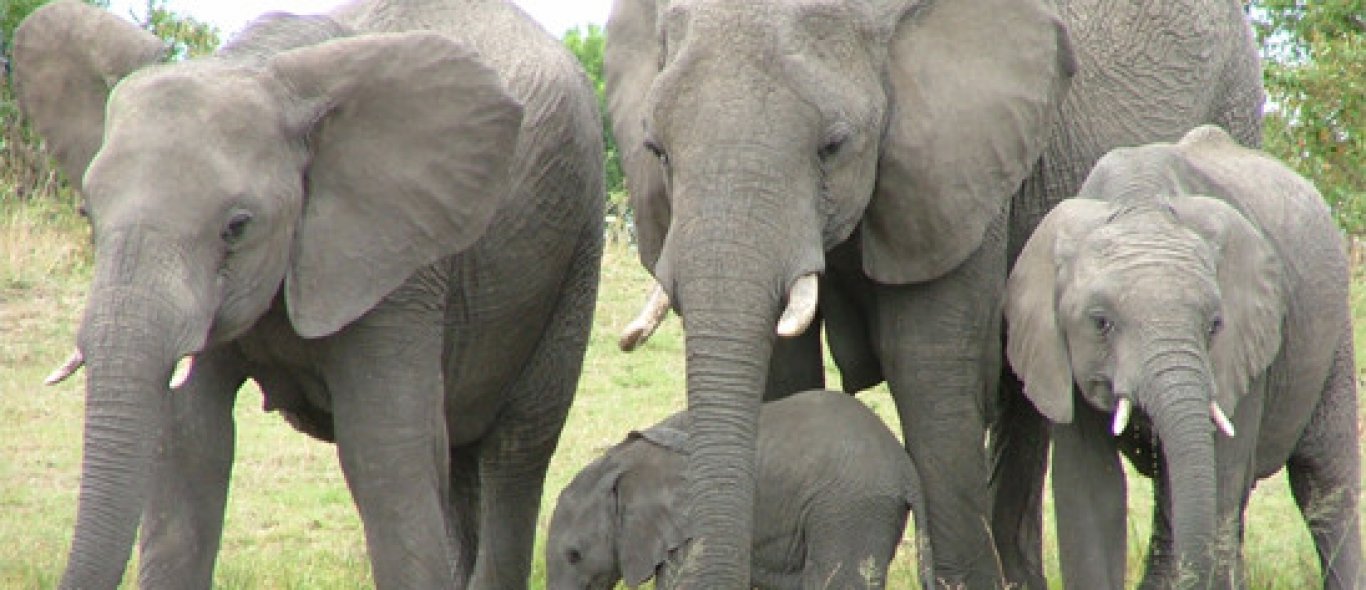 ZA en WWF voor afschieten olifanten image