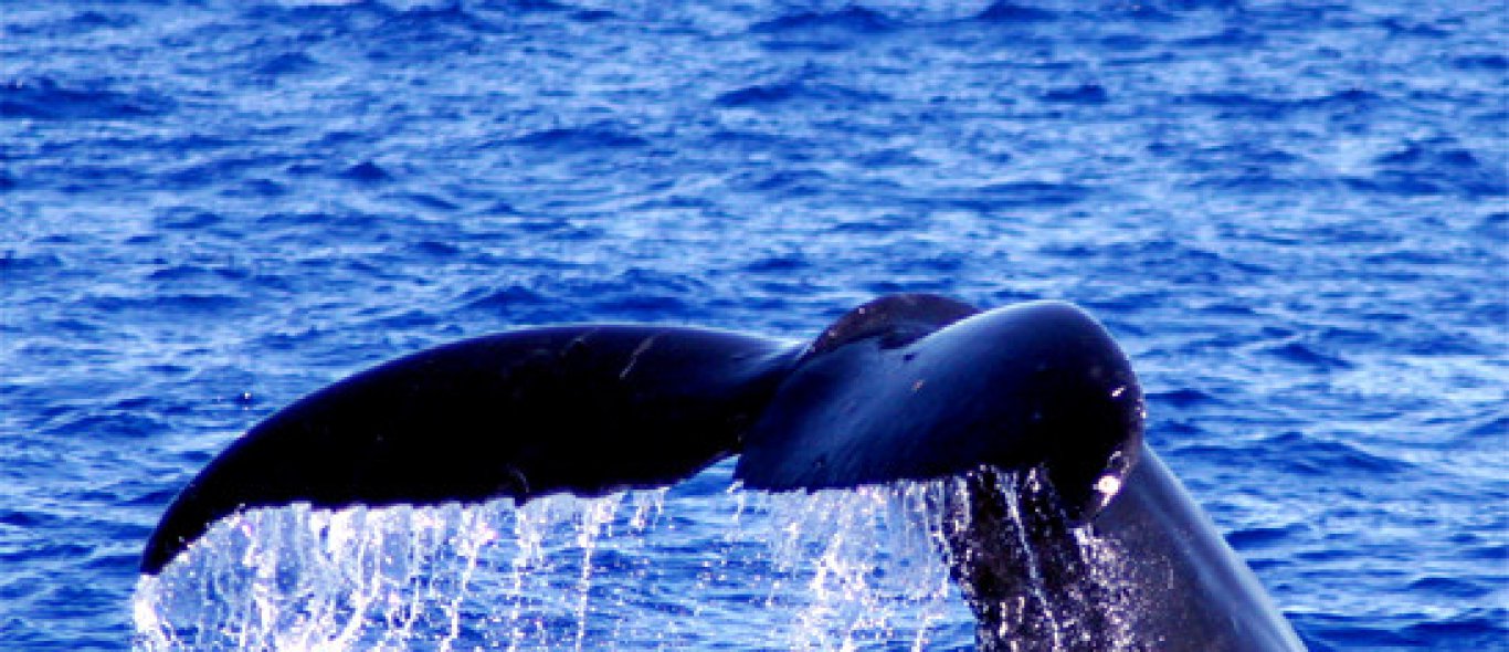 Japanse walvis(v)angst image