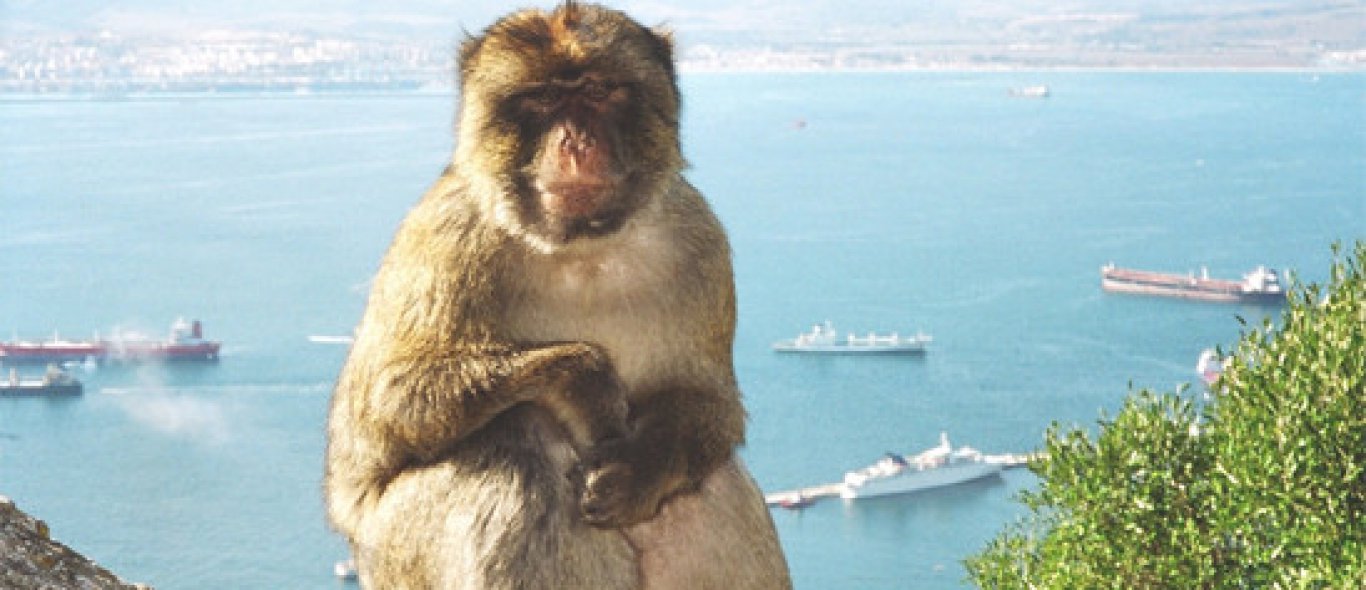 Gibraltar doodt apen image