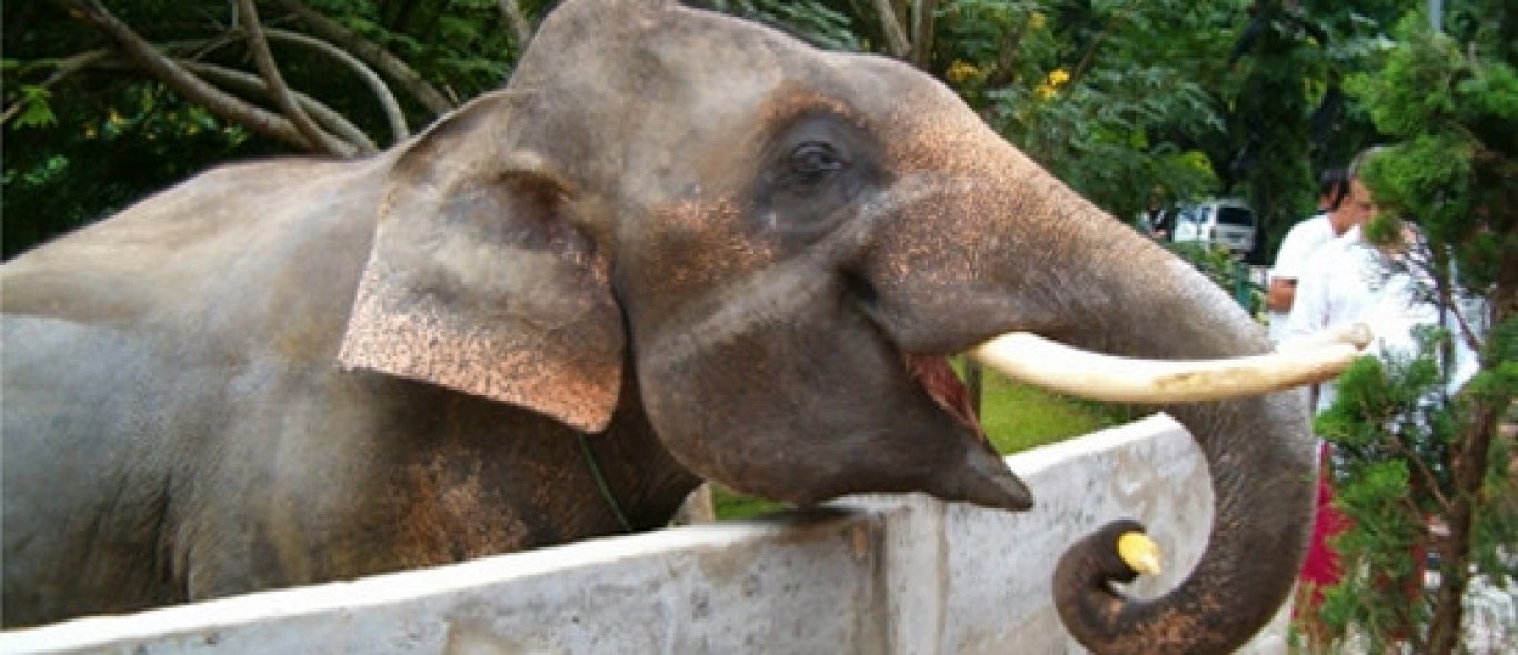 Nieuw leven voor olifanten image
