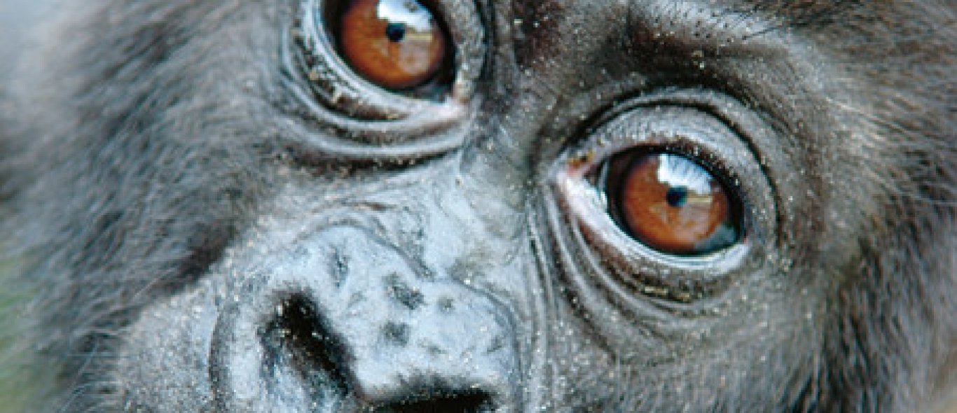 Congo telt 125.000 gorilla's image