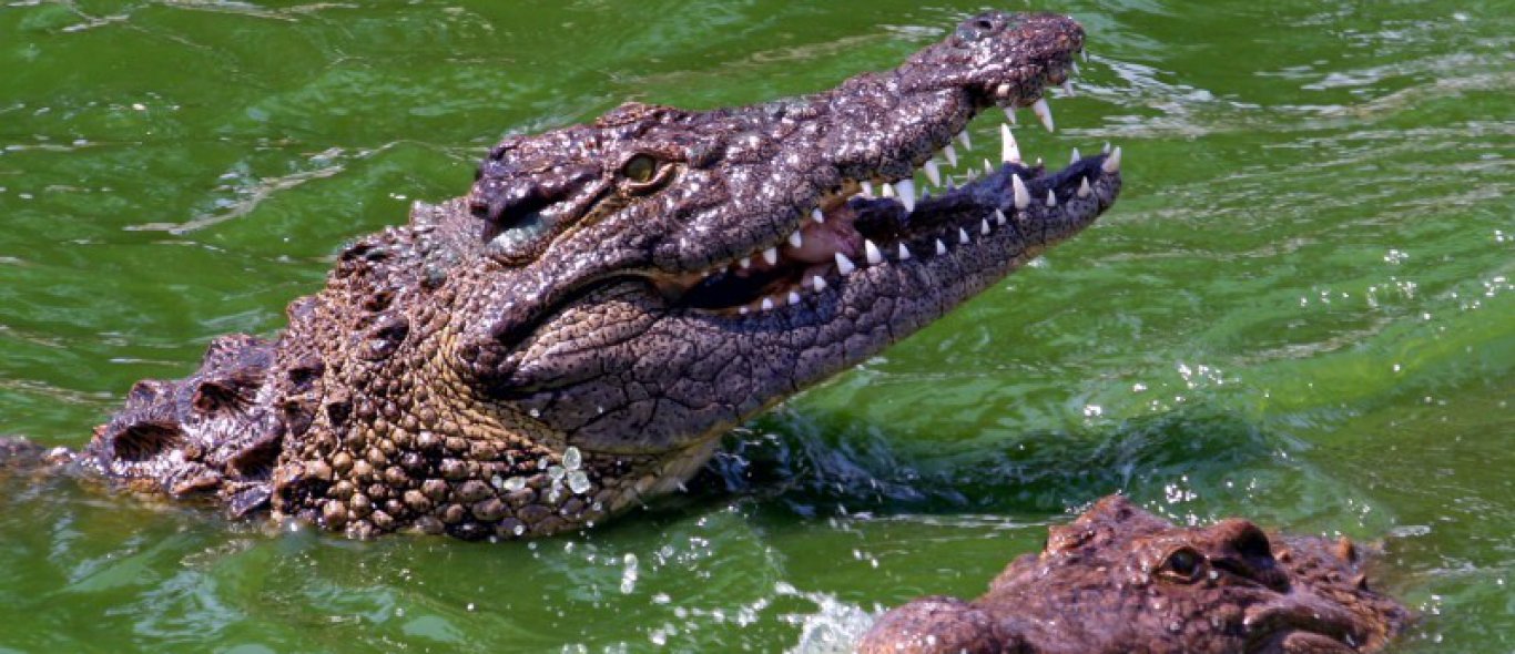 Krokodillen leggen het loodje image