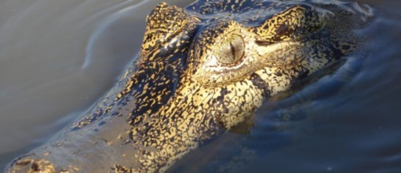 Zwemmen met alligators image