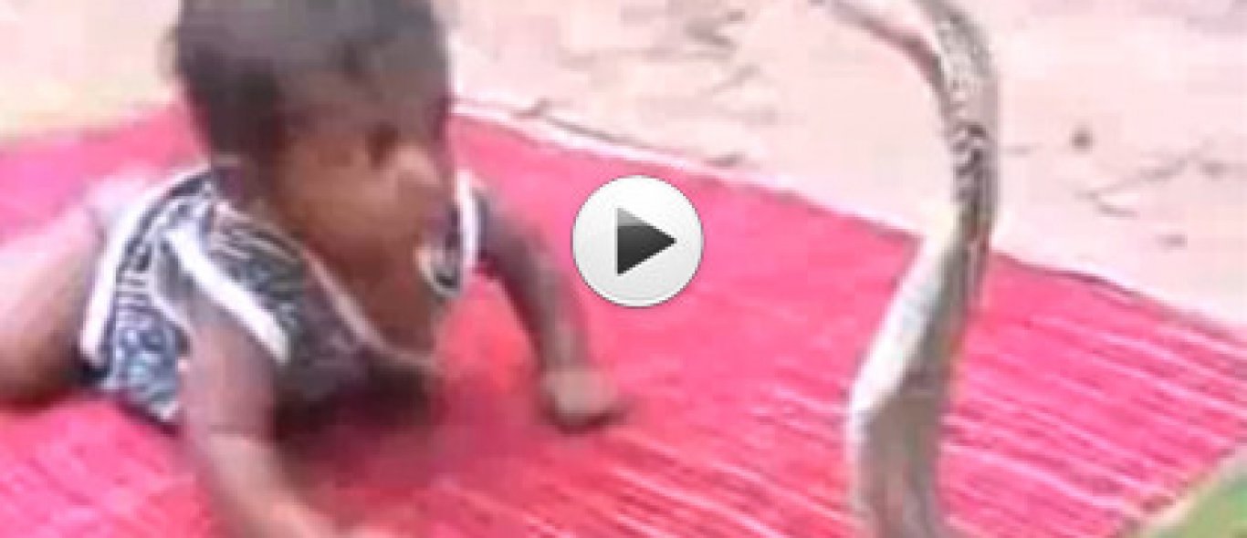 VIDEO: Baby versus cobra image