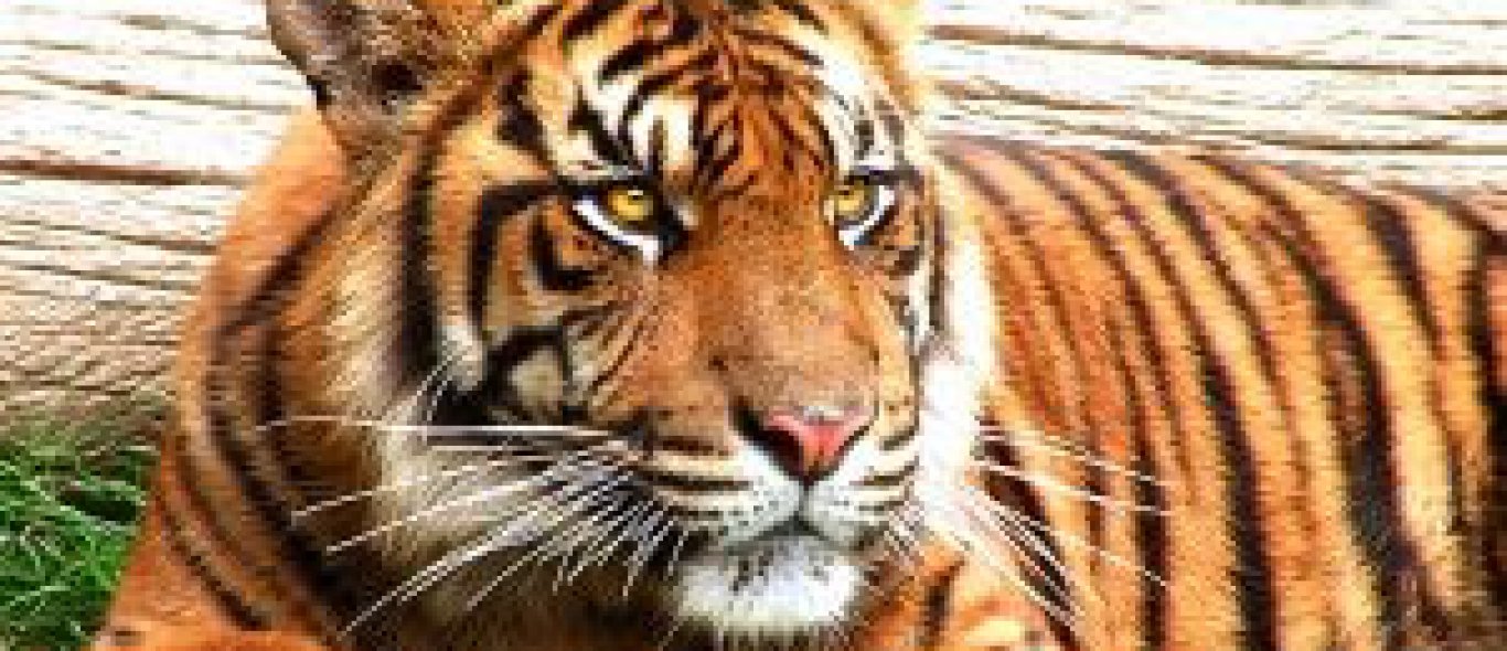 Sumatraanse tijgers koop | Travel