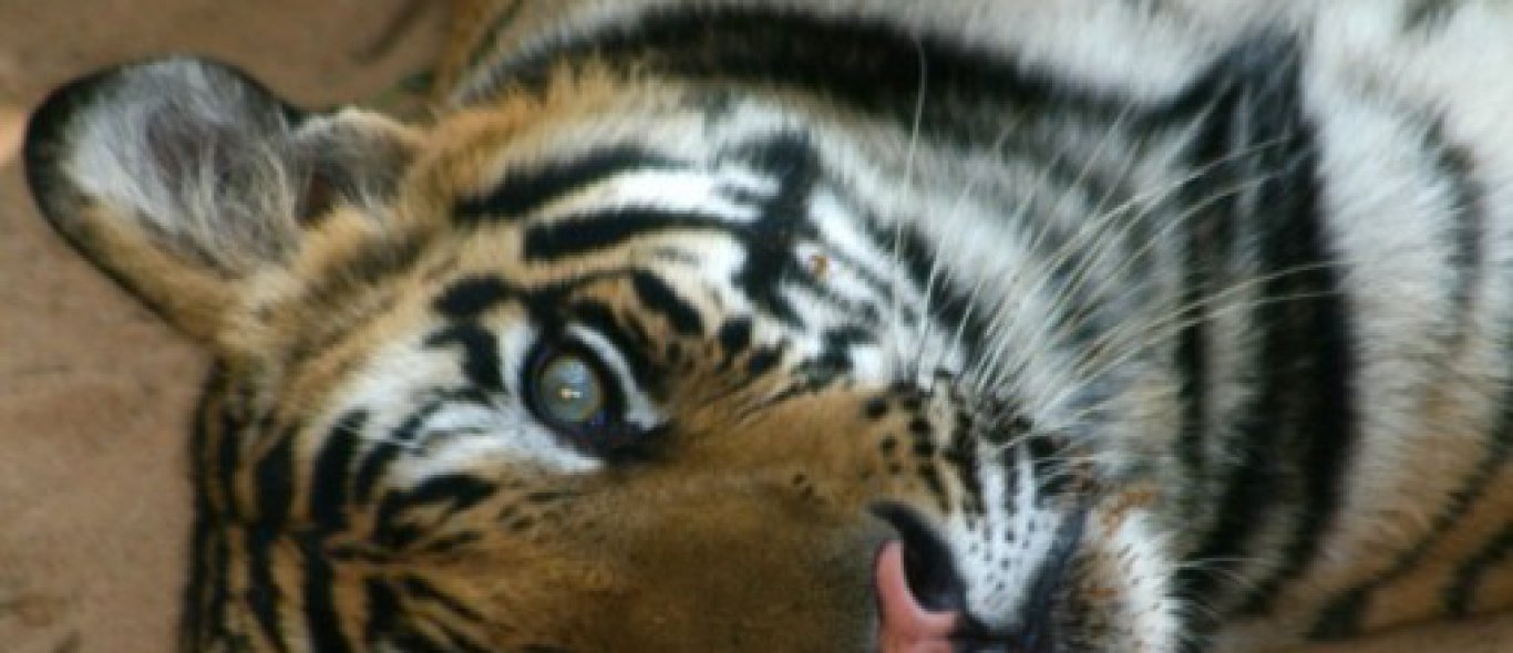 India sluit tijgerreservaten image