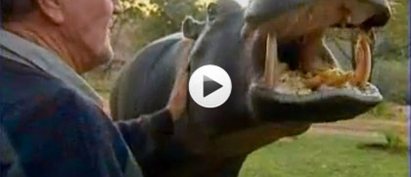 VIDEO: Nijlpaard als huisdier image