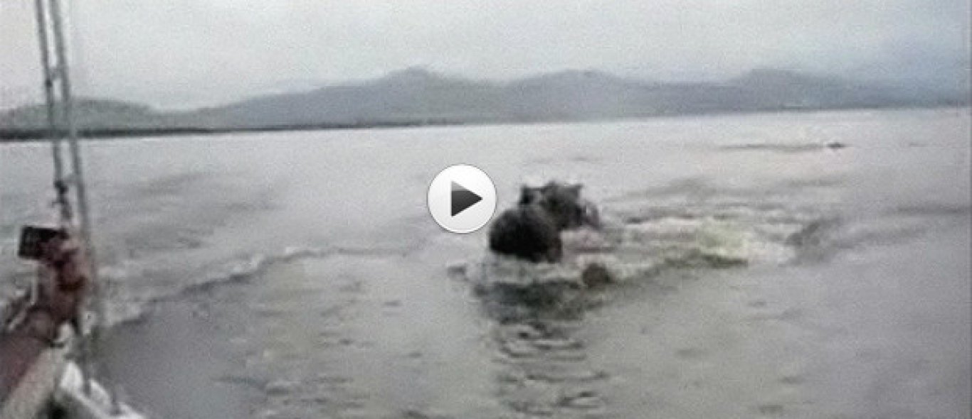 VIDEO: achtervolgd door nijlpaarden image