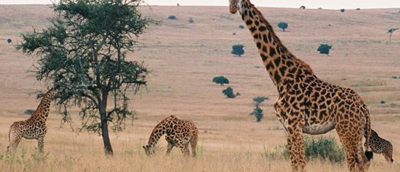 Duitsland wil Serengeti redden image