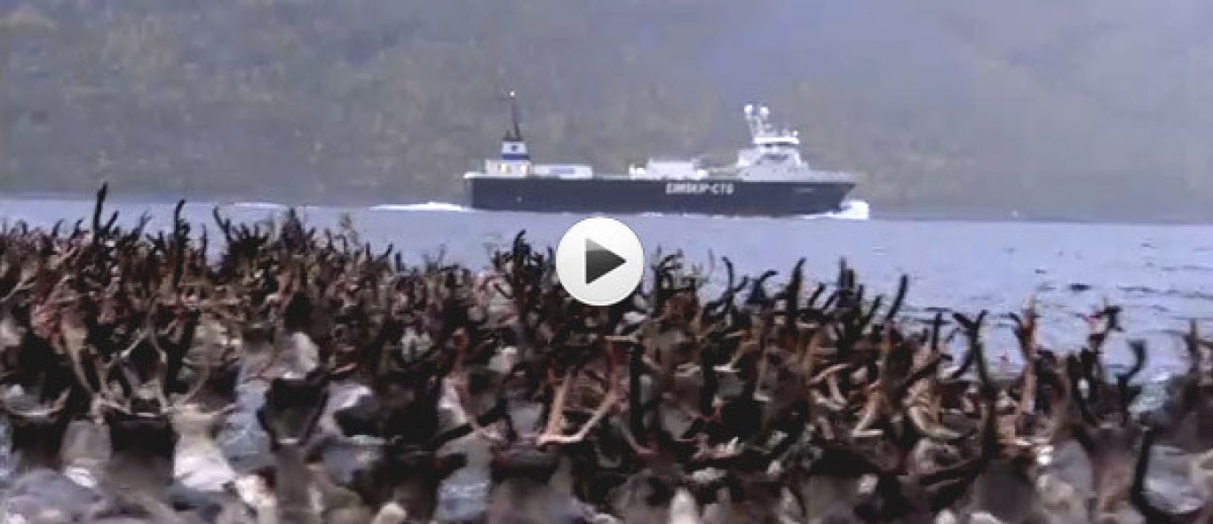 VIDEO: 3000 rendieren zwemmen image