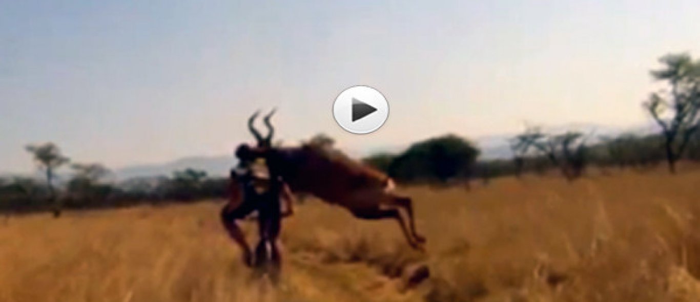 VIDEO: Fietser geramd door antilope image