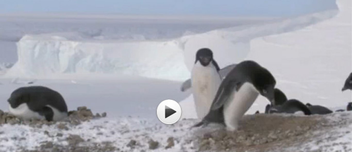 VIDEO: Criminele pinquïns image