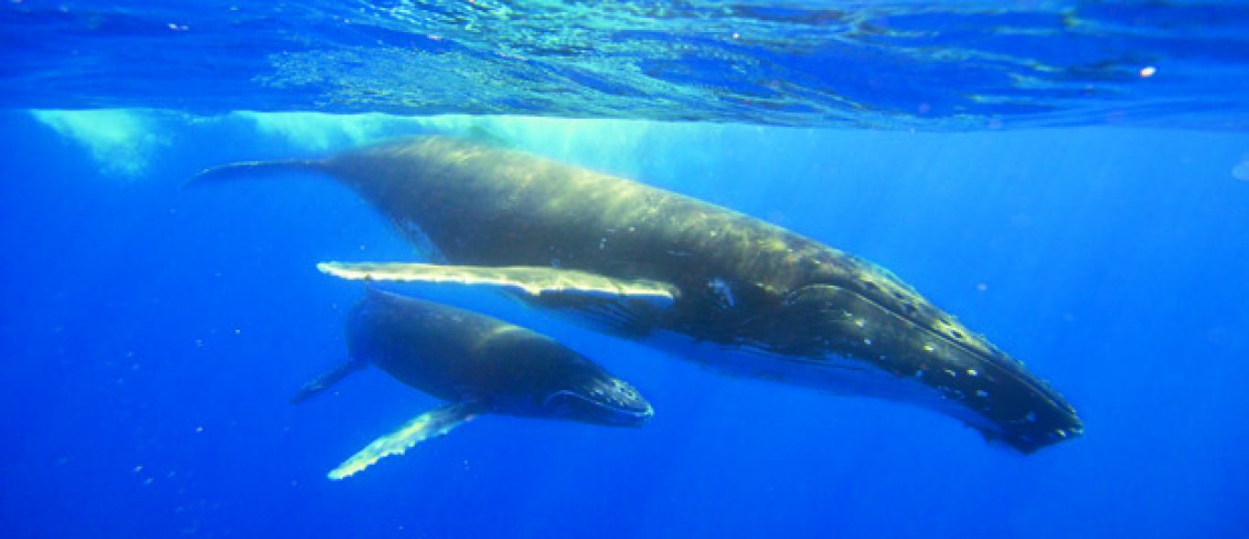 Tonga - Koninkrijk der walvissen image