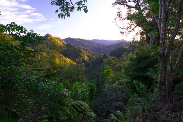 Te Urewera at Dusk