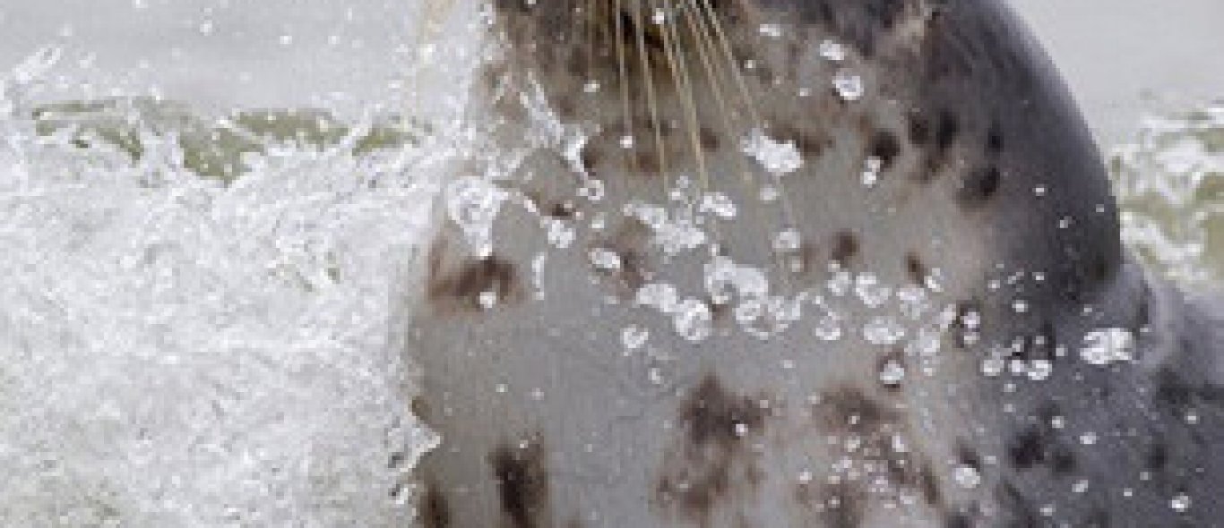 Video: zeehondje wordt vertroeteld door duiker image