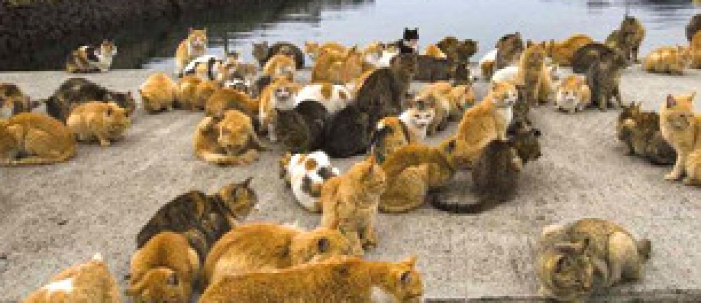 Meer katten dan inwoners op een klein eiland in Japan image